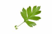 Aubépine - feuille (Crataegus monogyna)
